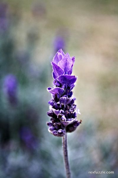 Lavender