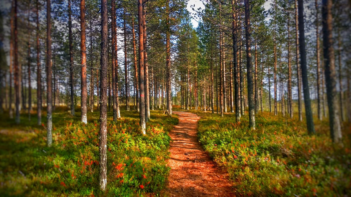 Forest Path